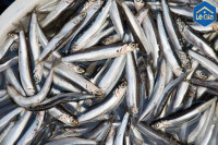 Sản phẩm cá cơm luộc trong nước muối và làm khô được coi là khuyết tật khi nào? Nguyên liệu dùng để tạo ra sản phẩm?